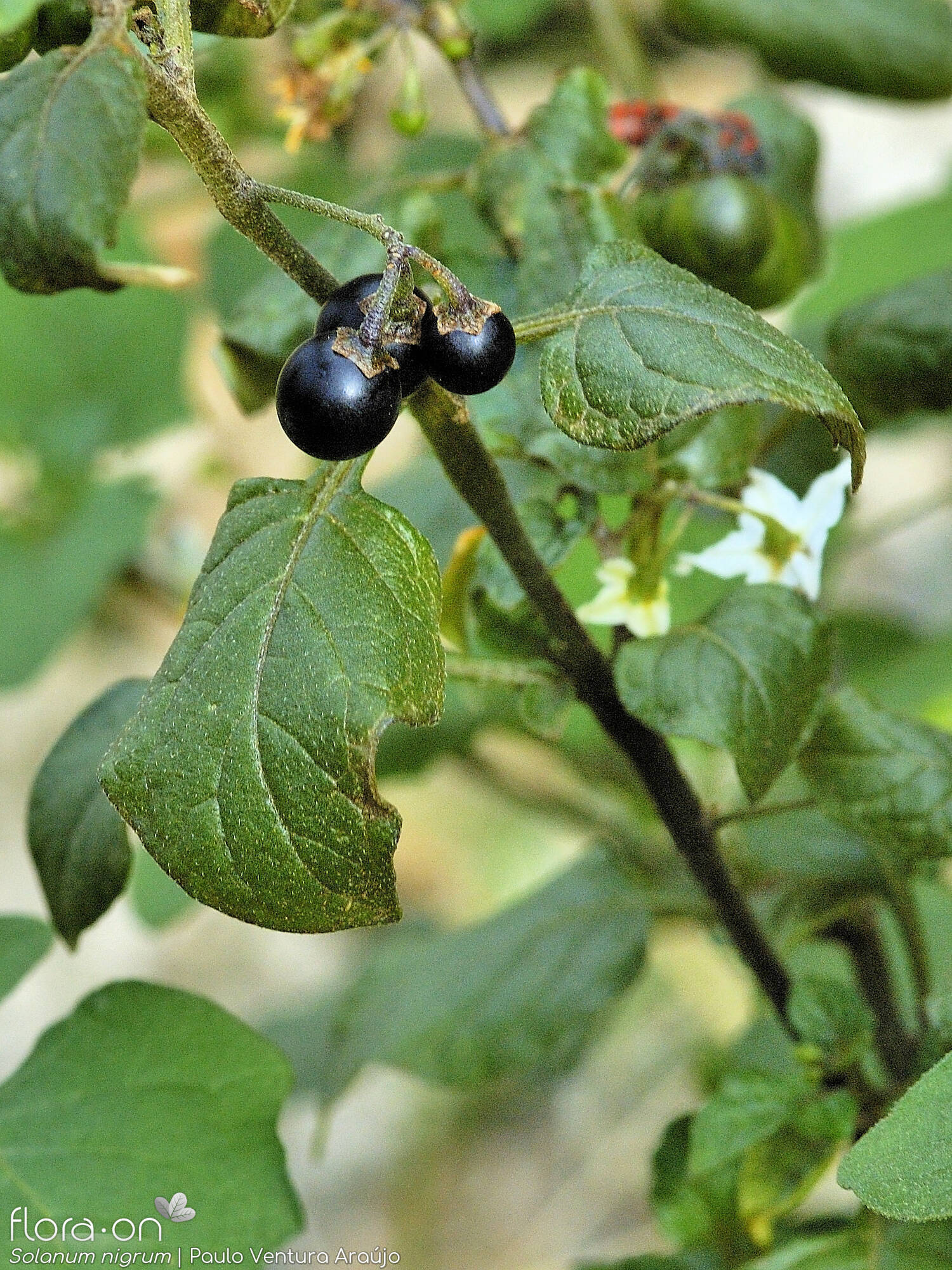 Solanum nigrum - Folha (geral) | Paulo Ventura Araújo; CC BY-NC 4.0