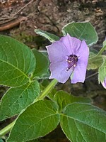 Solanum trisectum