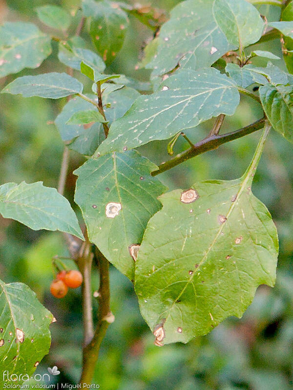 Solanum villosum - Folha (geral) | Miguel Porto; CC BY-NC 4.0