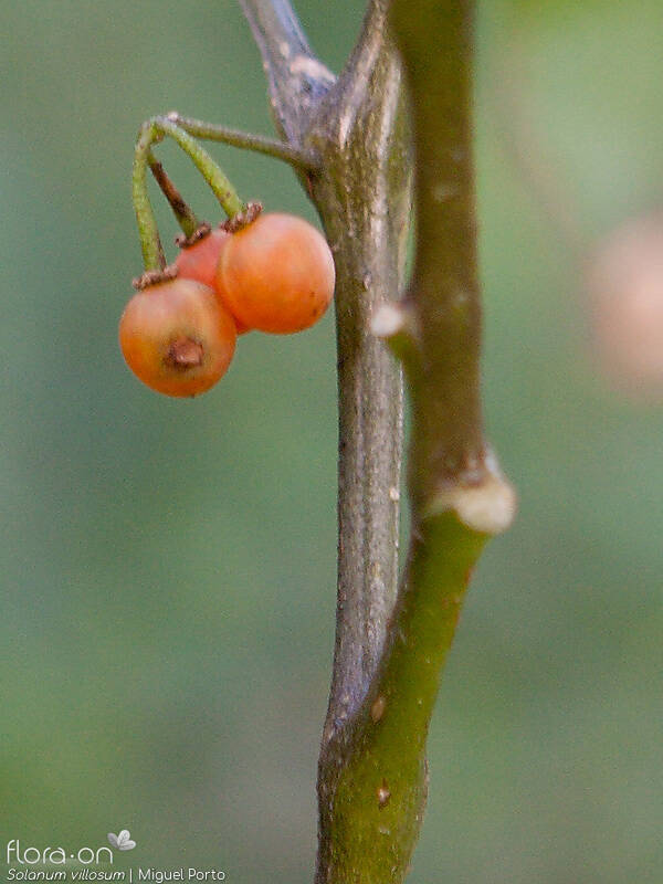 Solanum villosum - Fruto | Miguel Porto; CC BY-NC 4.0