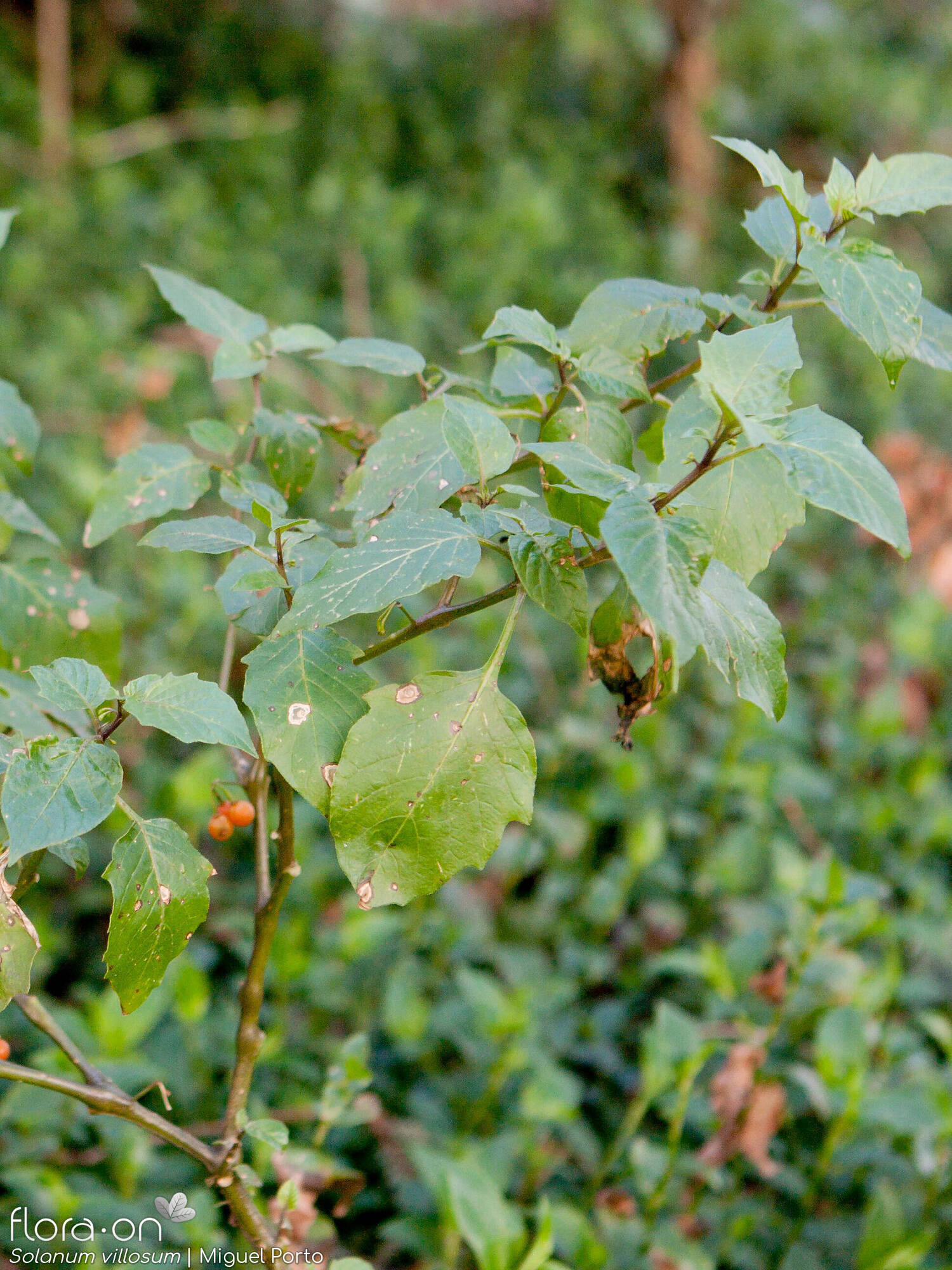 Solanum villosum - Hábito | Miguel Porto; CC BY-NC 4.0