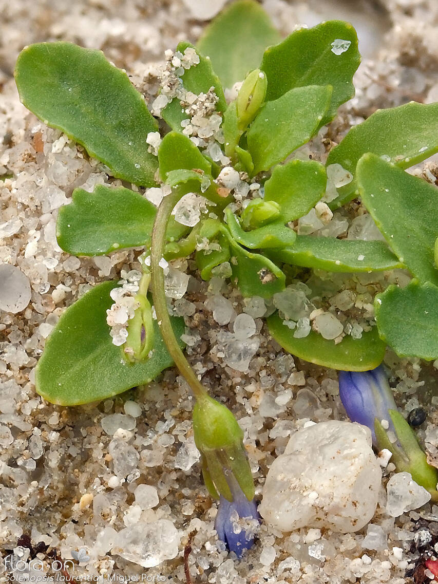 Solenopsis laurentia - Hábito | Miguel Porto; CC BY-NC 4.0