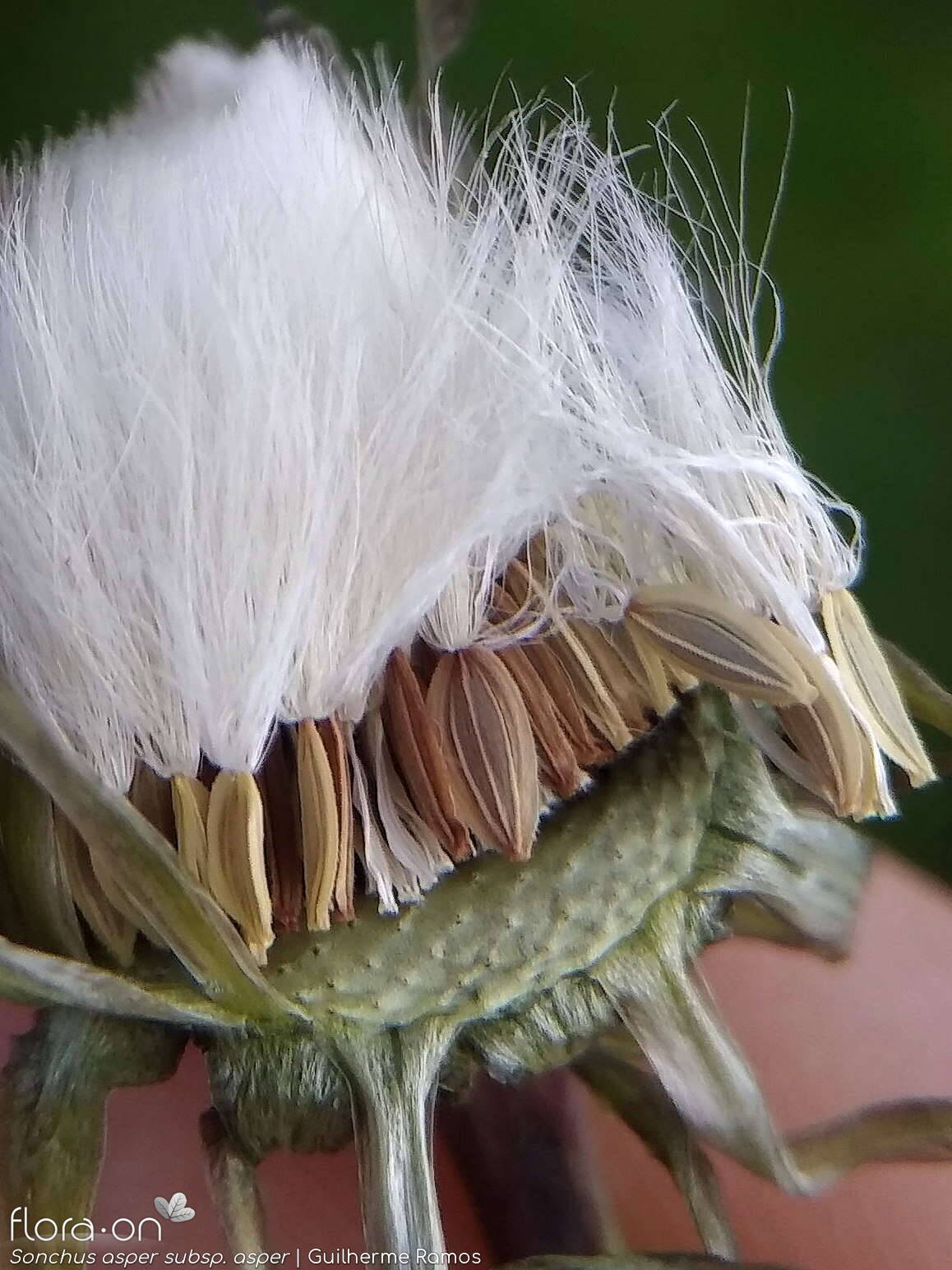 Sonchus asper - Semente | Guilherme Ramos; CC BY-NC 4.0