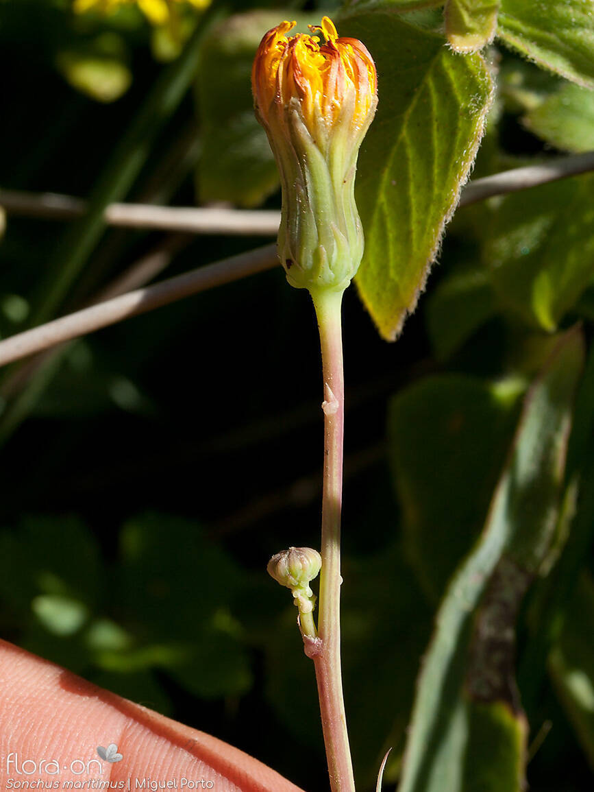 Sonchus maritimus - Flor (geral) | Miguel Porto; CC BY-NC 4.0