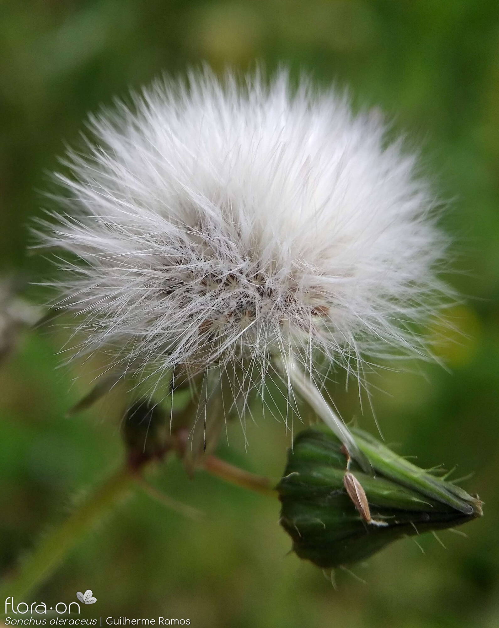 Sonchus oleraceus - Capítulo frutífero | Guilherme Ramos; CC BY-NC 4.0