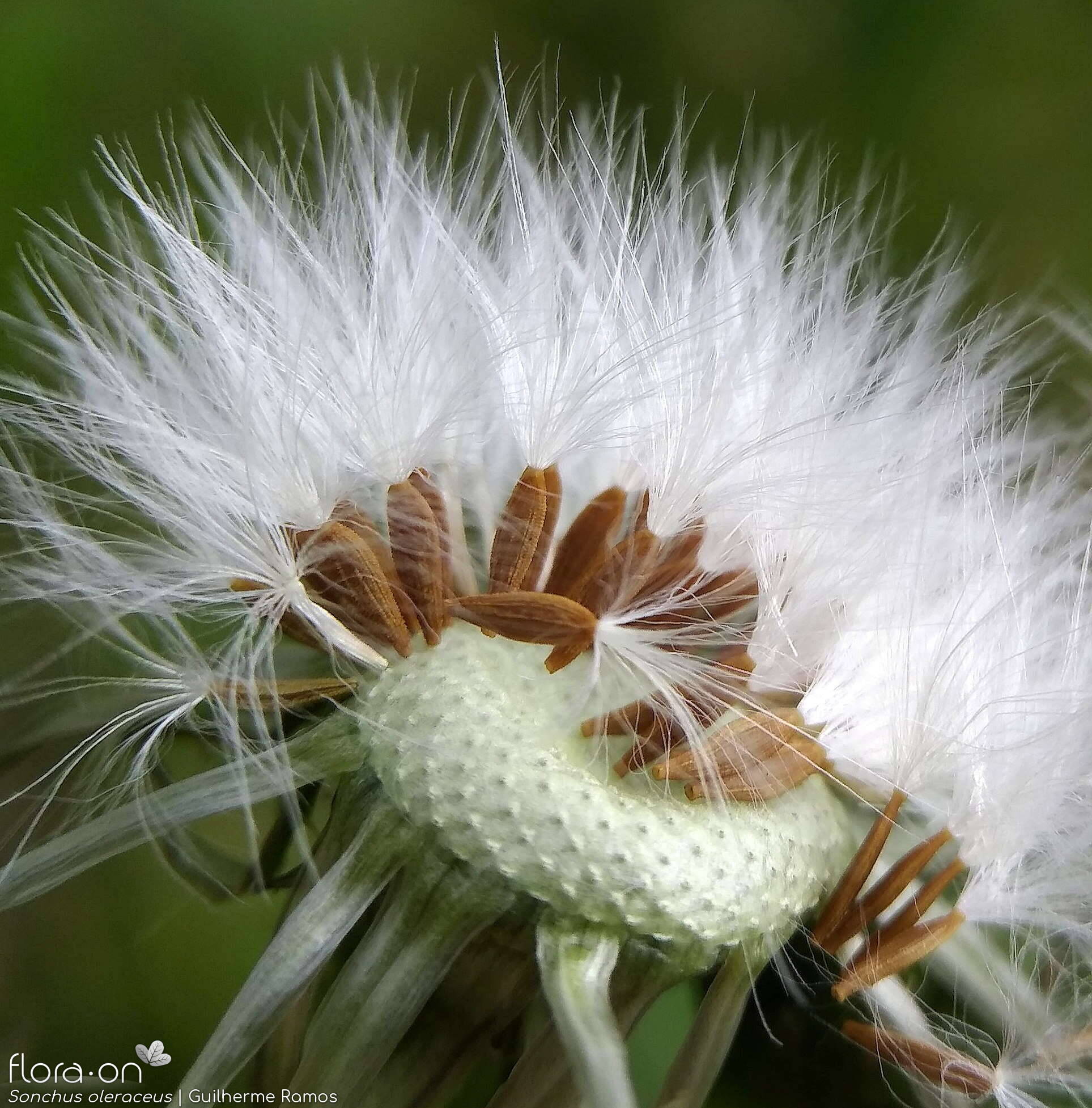 Sonchus oleraceus - Semente | Guilherme Ramos; CC BY-NC 4.0