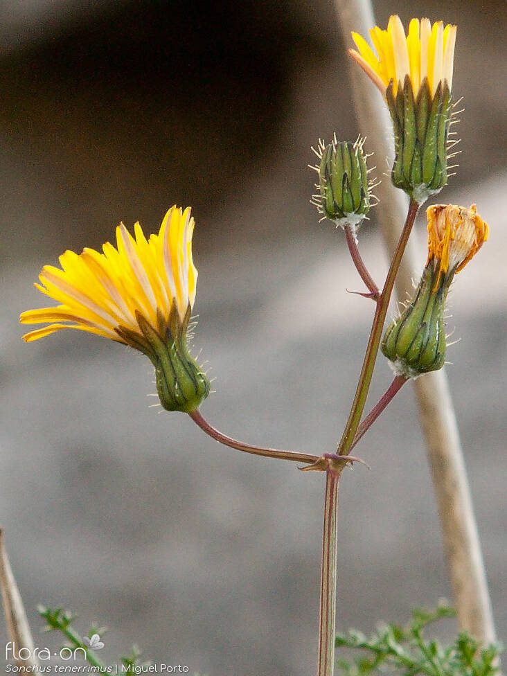 Sonchus tenerrimus - Flor (geral) | Miguel Porto; CC BY-NC 4.0
