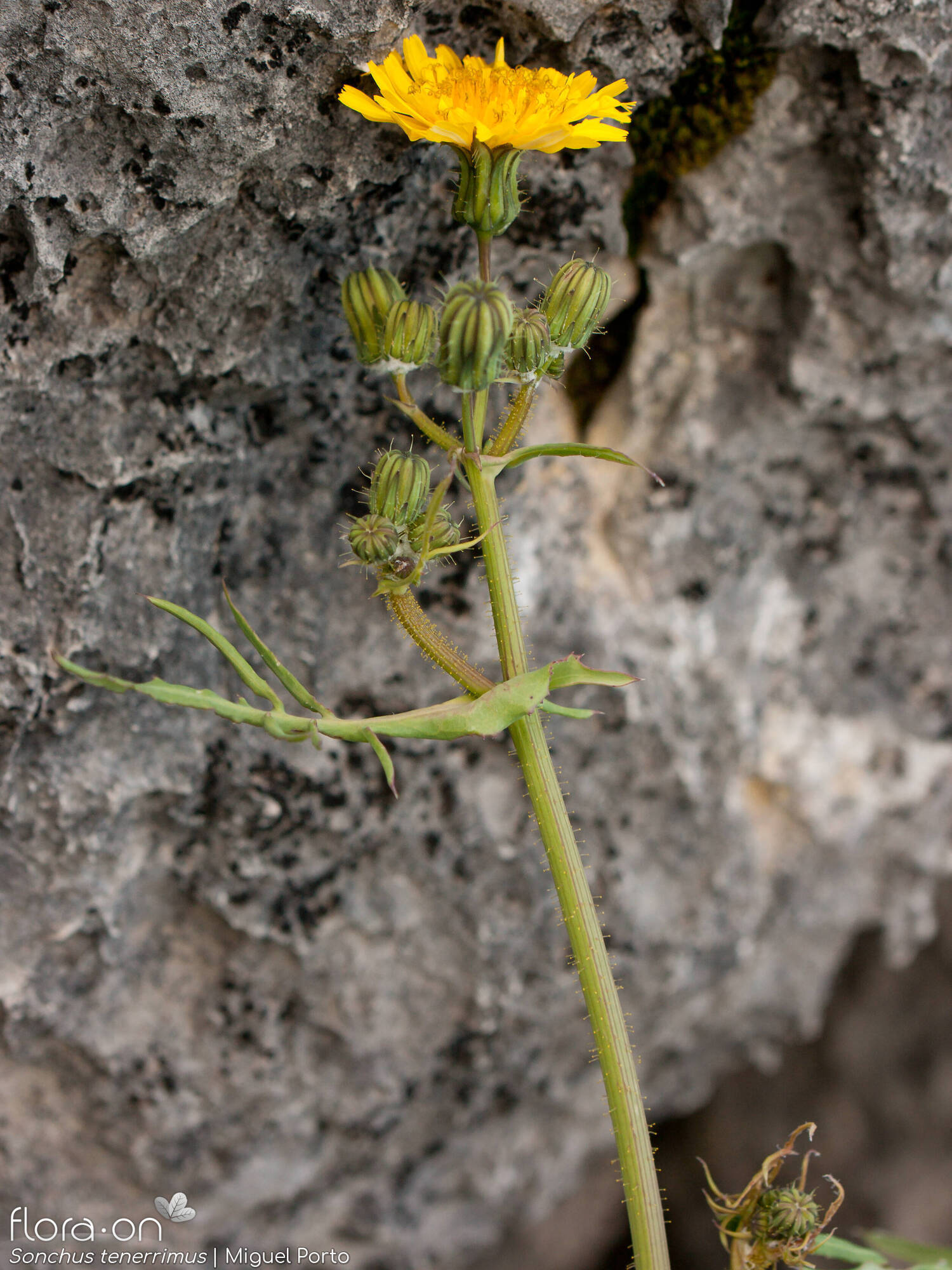 Sonchus tenerrimus - Flor (geral) | Miguel Porto; CC BY-NC 4.0