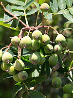 Sorbus domestica