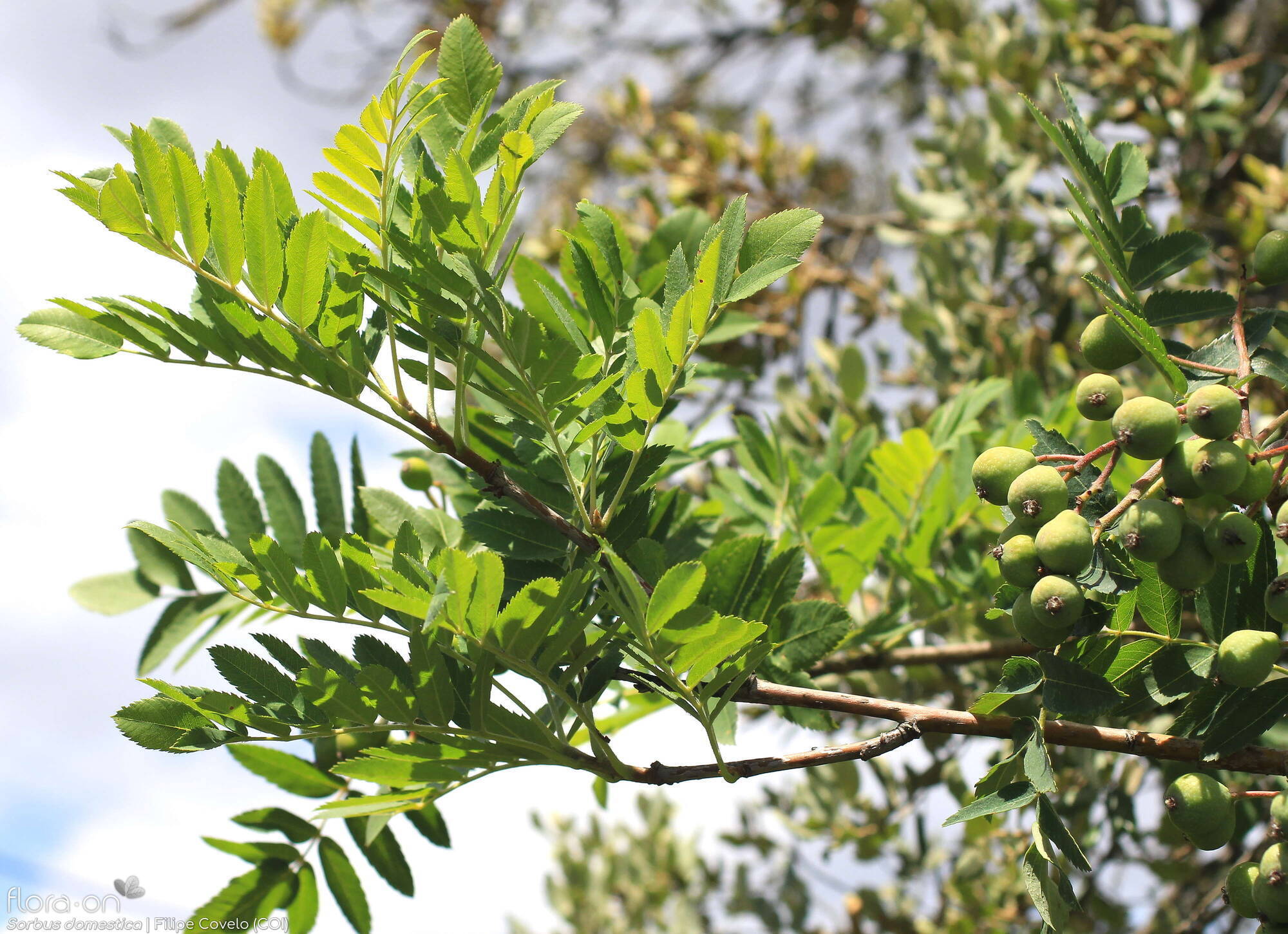 Sorbus domestica - Folha (geral) | Filipe Covelo; CC BY-NC 4.0