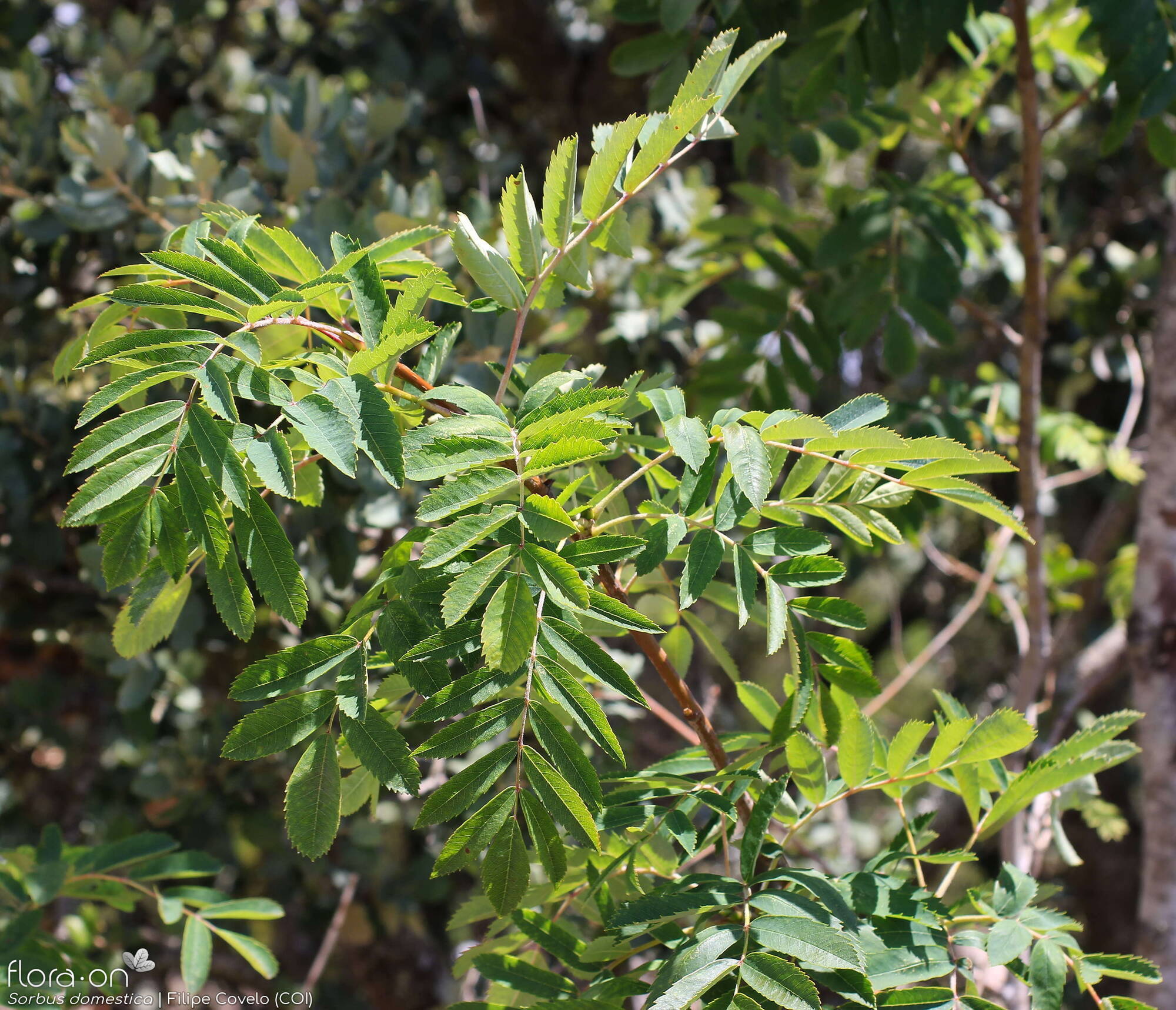 Sorbus domestica - Folha (geral) | Filipe Covelo; CC BY-NC 4.0