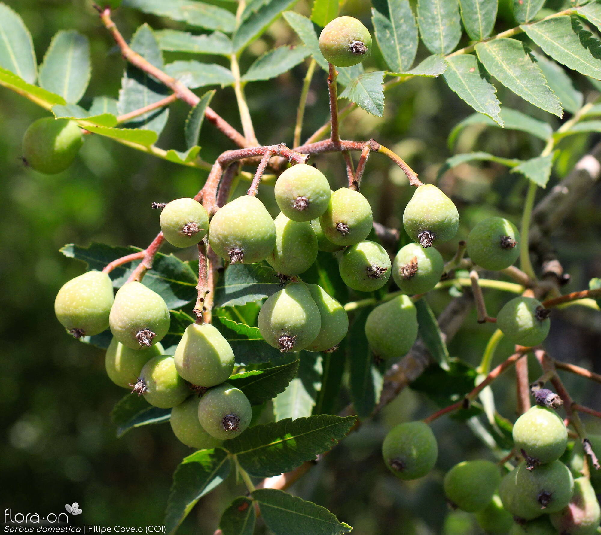 Sorbus domestica - Fruto | Filipe Covelo; CC BY-NC 4.0