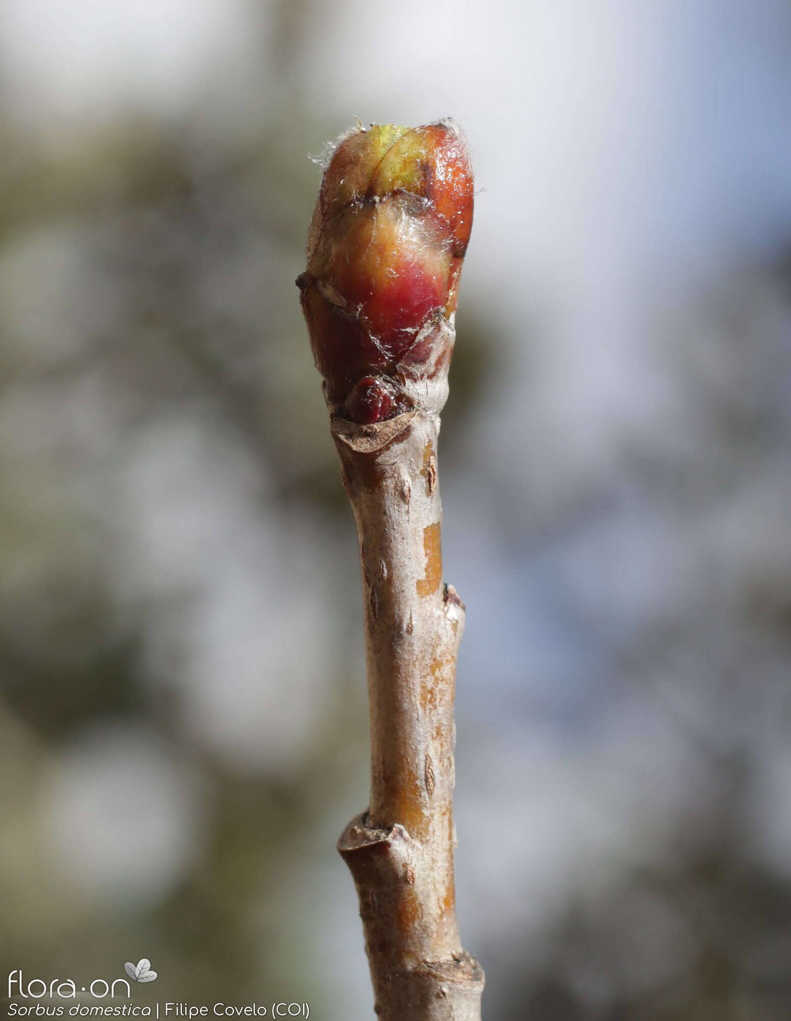 Sorbus domestica - Caule | Filipe Covelo; CC BY-NC 4.0