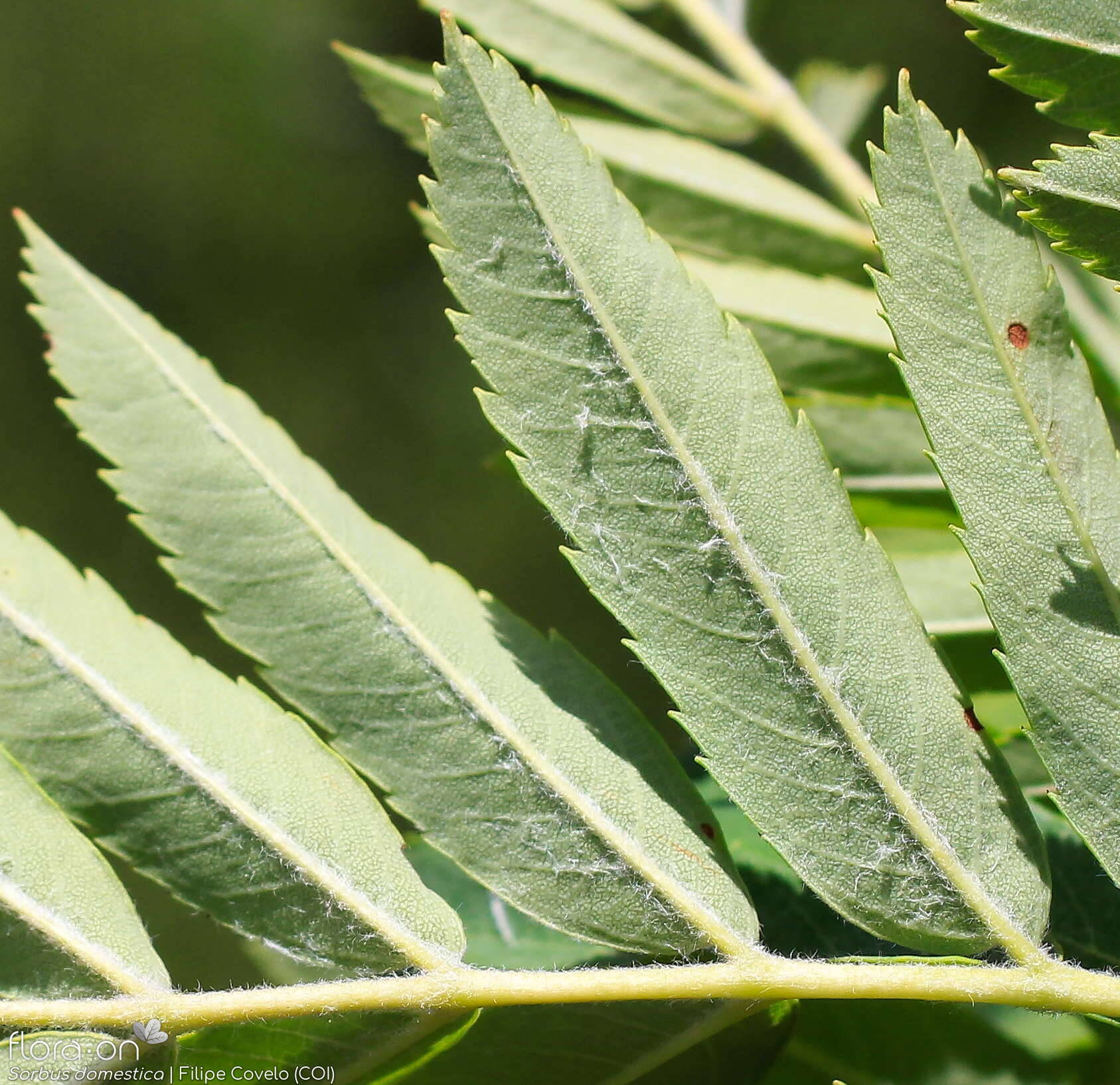 Sorbus domestica - Folha | Filipe Covelo; CC BY-NC 4.0