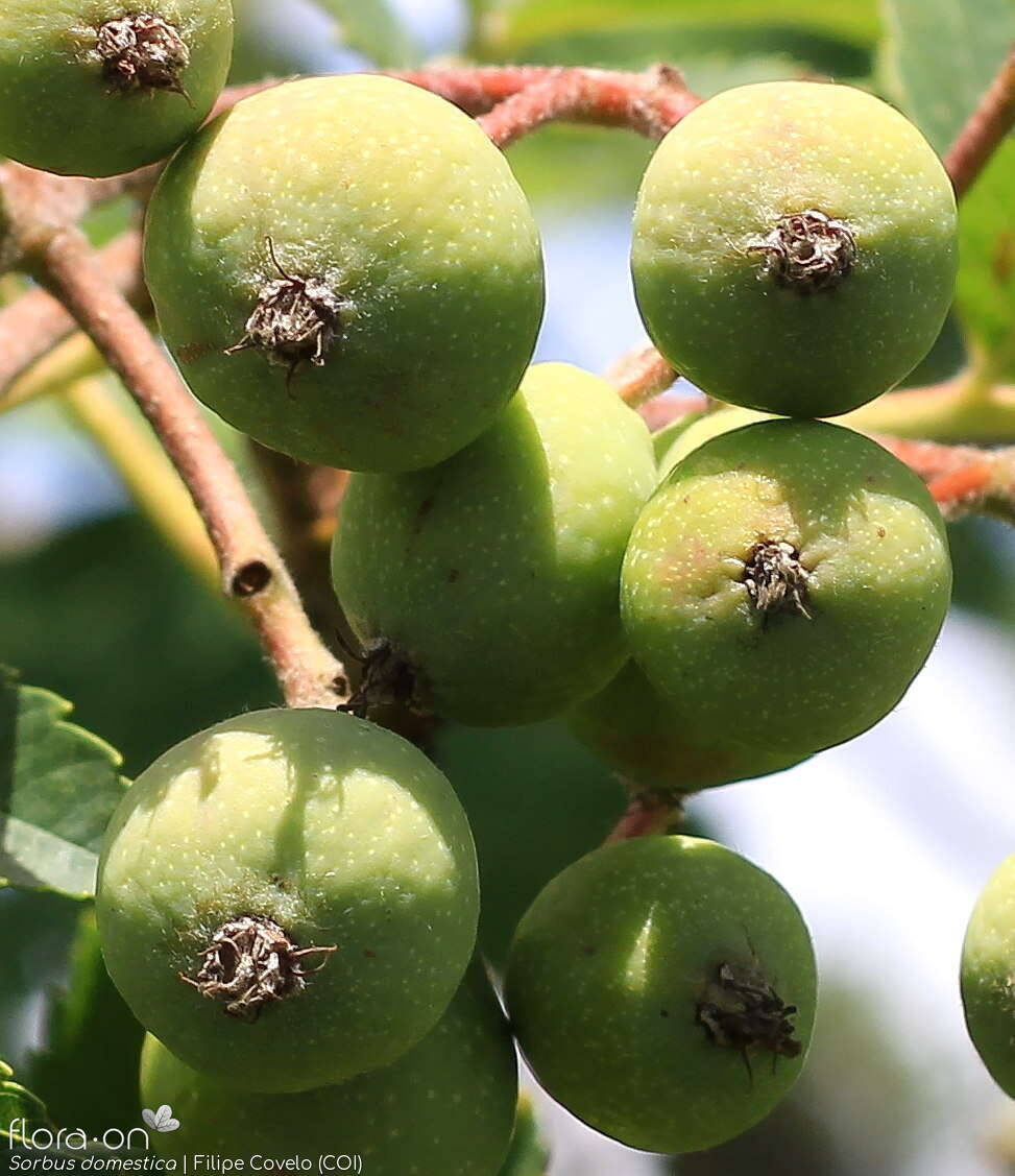 Sorbus domestica - Fruto | Filipe Covelo; CC BY-NC 4.0