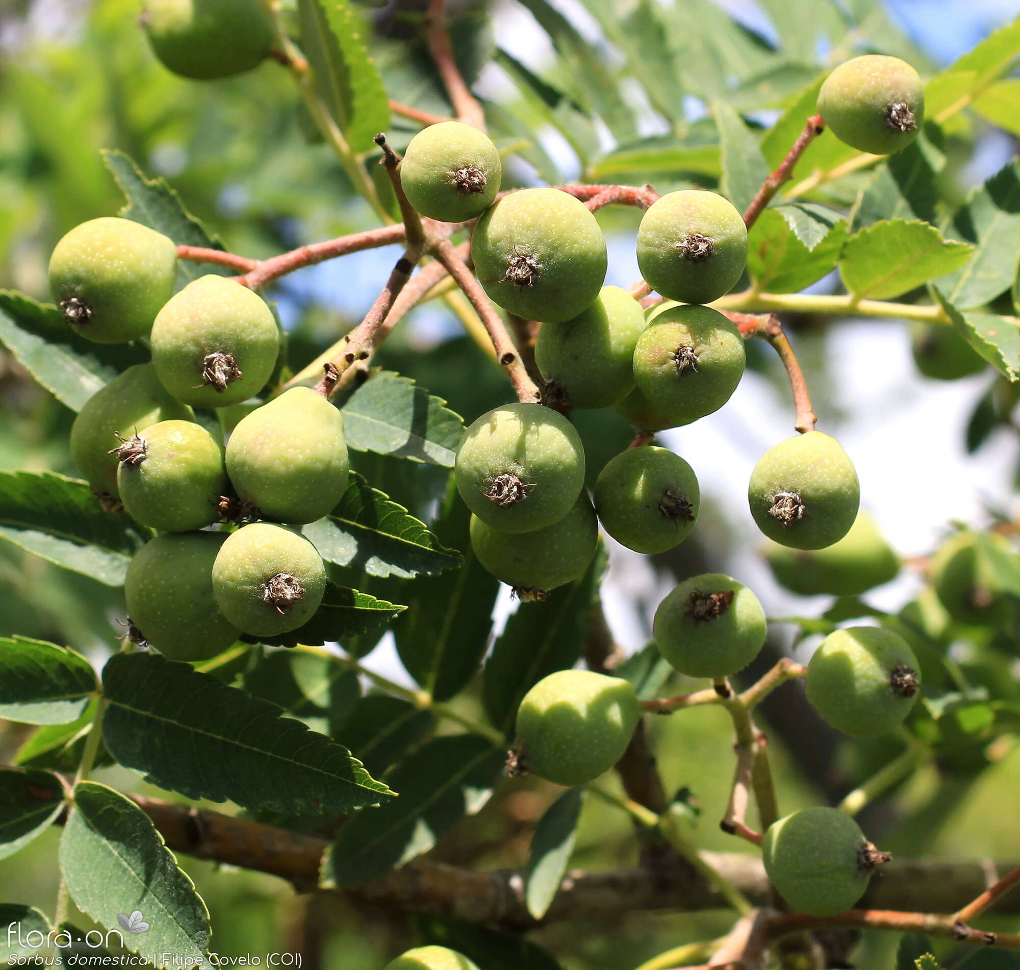 Sorbus domestica - Fruto | Filipe Covelo; CC BY-NC 4.0