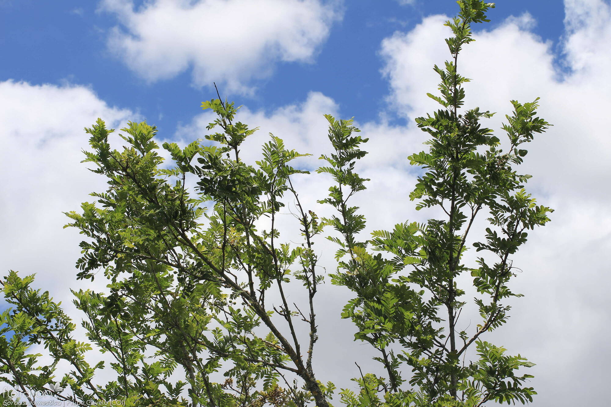 Sorbus domestica - Hábito | Filipe Covelo; CC BY-NC 4.0