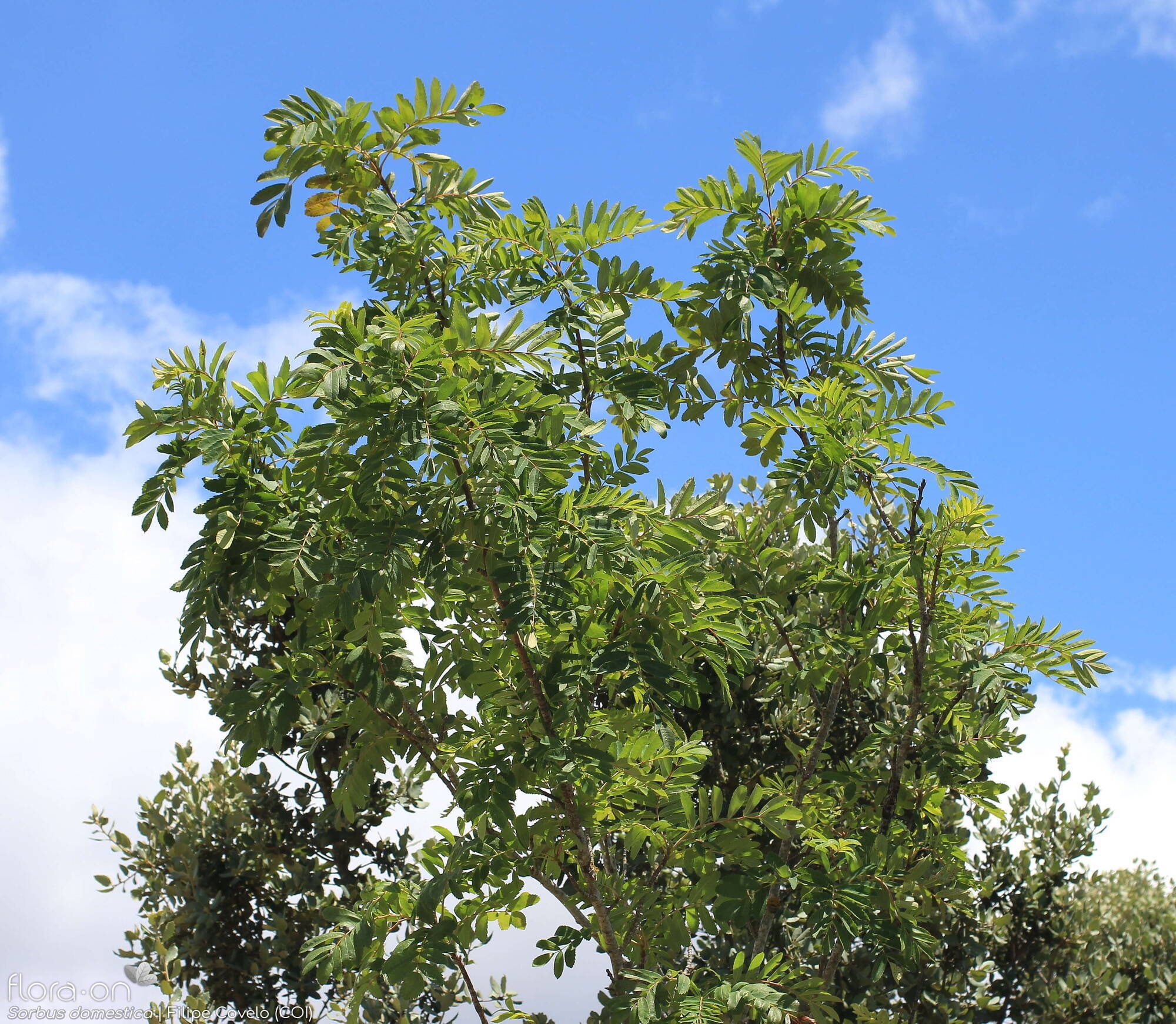 Sorbus domestica - Hábito | Filipe Covelo; CC BY-NC 4.0