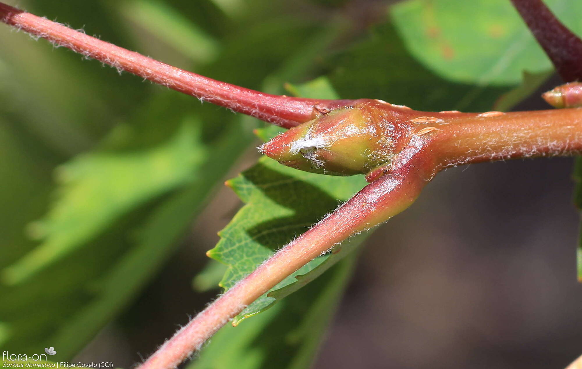 Sorbus domestica - Folha | Filipe Covelo; CC BY-NC 4.0