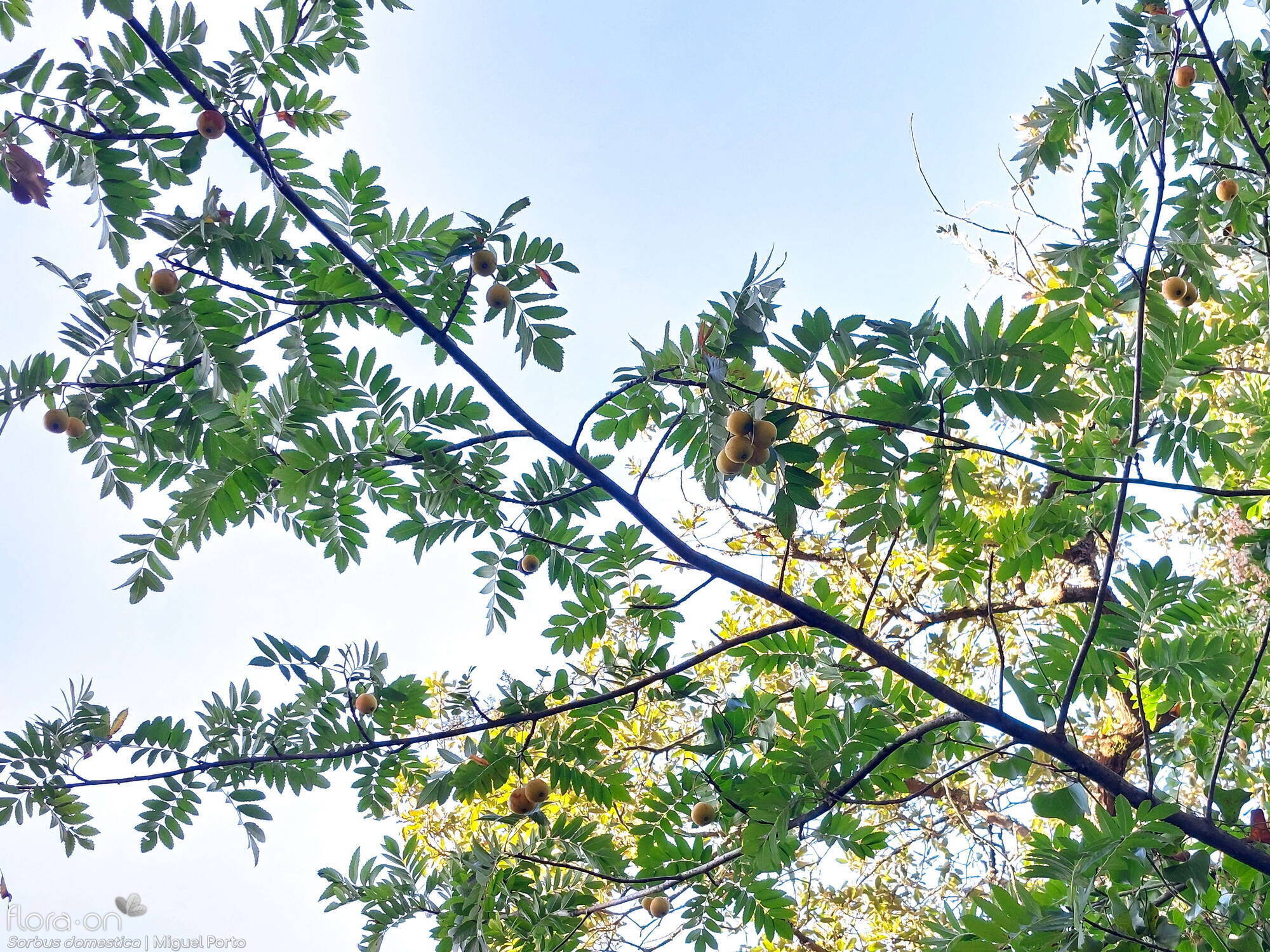 Sorbus domestica - Ramo | Miguel Porto; CC BY-NC 4.0