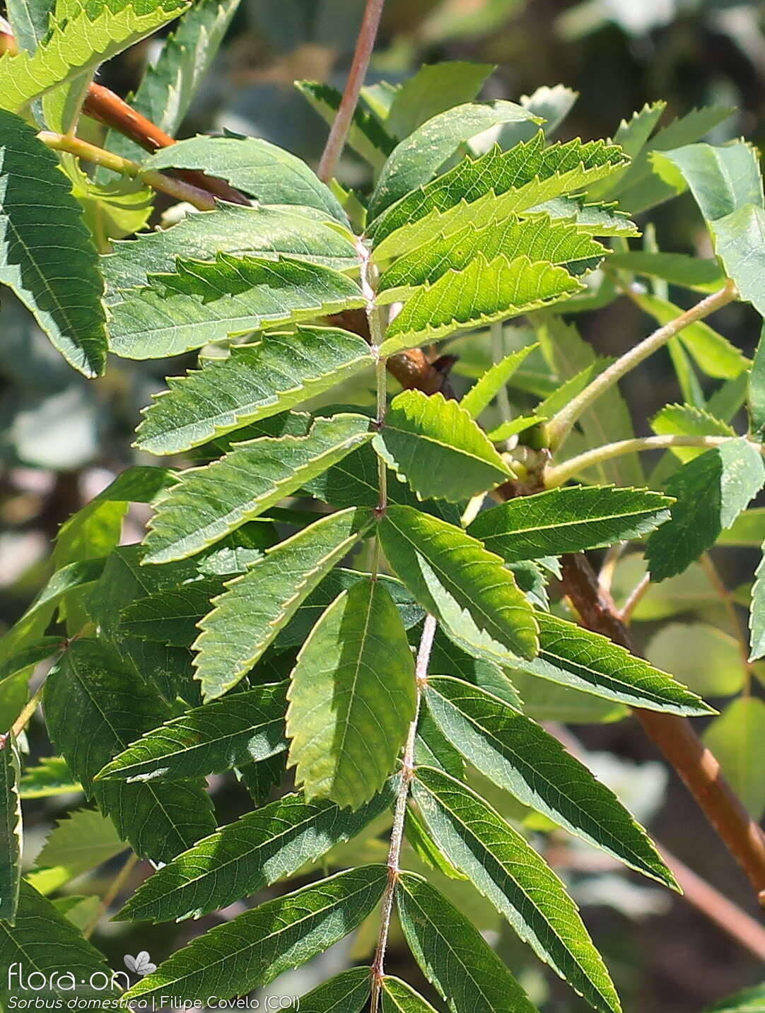 Sorbus domestica - Folha | Filipe Covelo; CC BY-NC 4.0