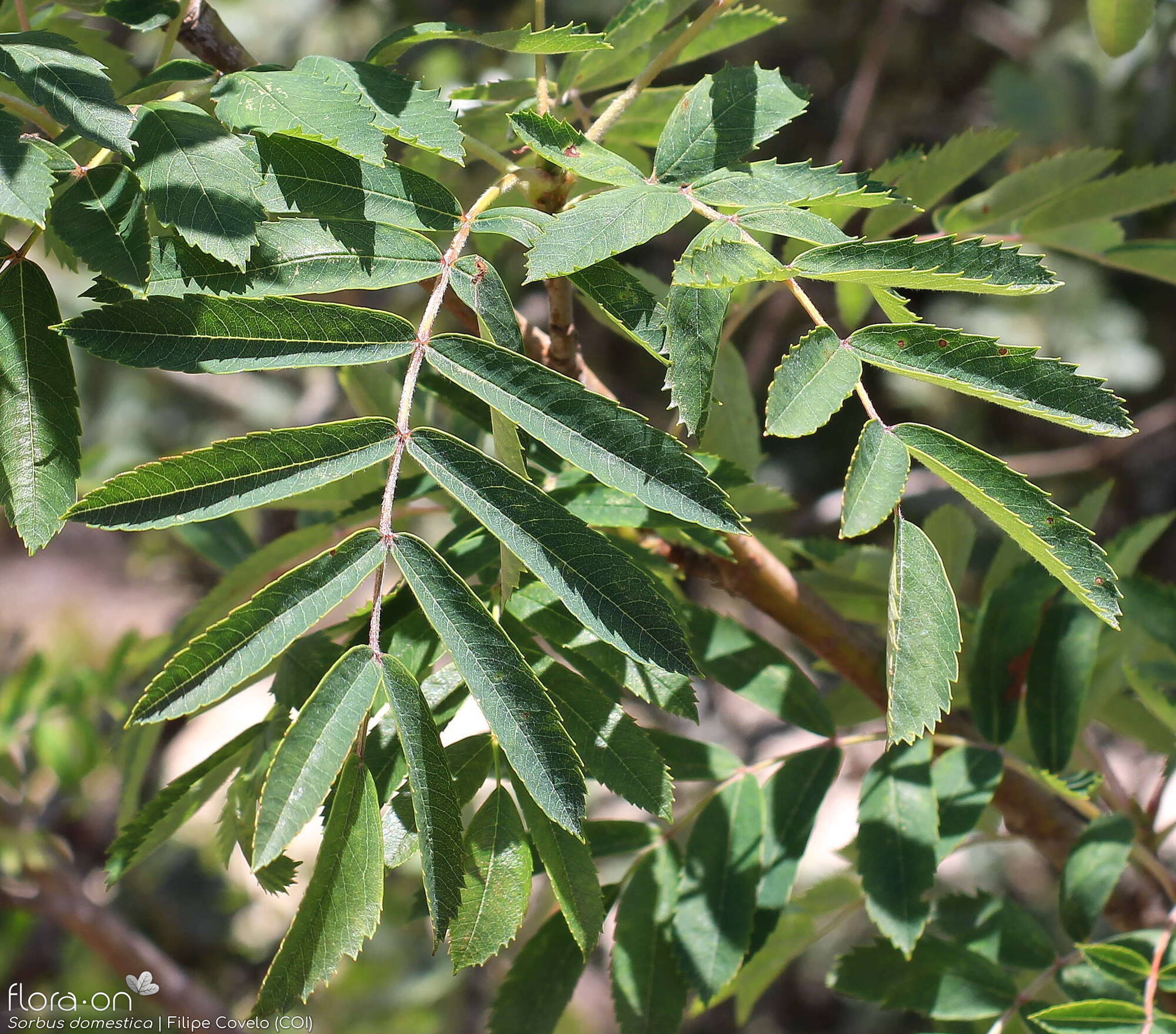 Sorbus domestica - Folha | Filipe Covelo; CC BY-NC 4.0