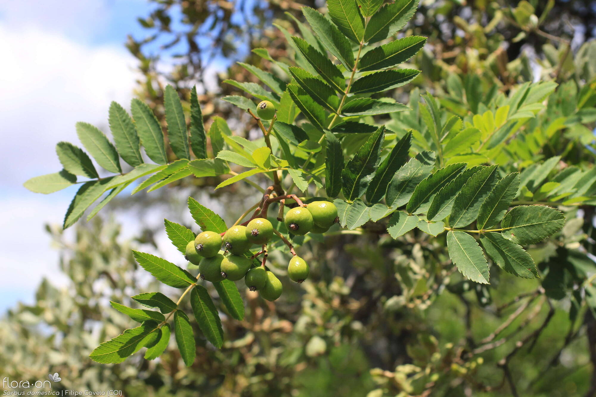 Sorbus domestica - Folha (geral) | Filipe Covelo; CC BY-NC 4.0