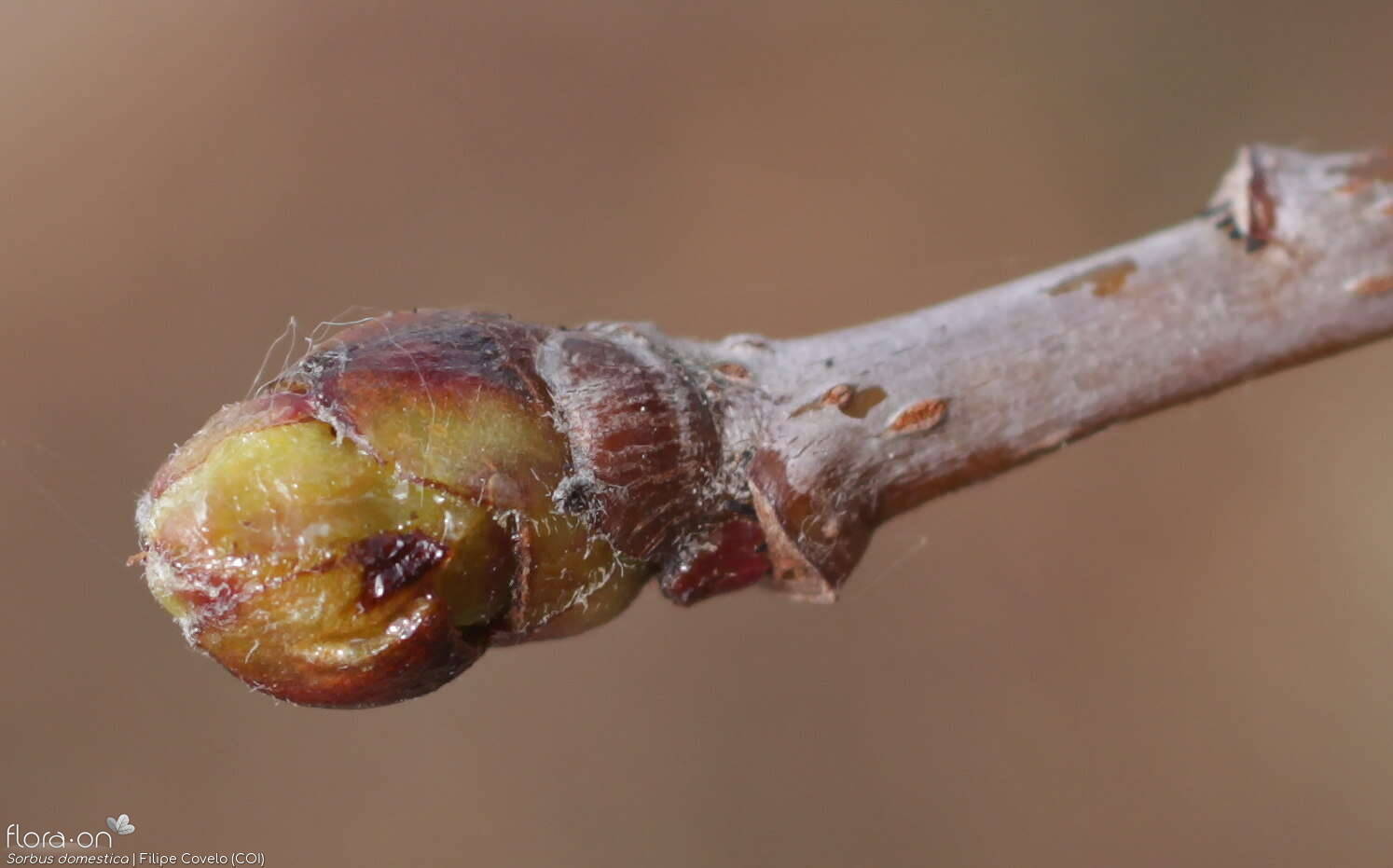 Sorbus domestica - Caule | Filipe Covelo; CC BY-NC 4.0