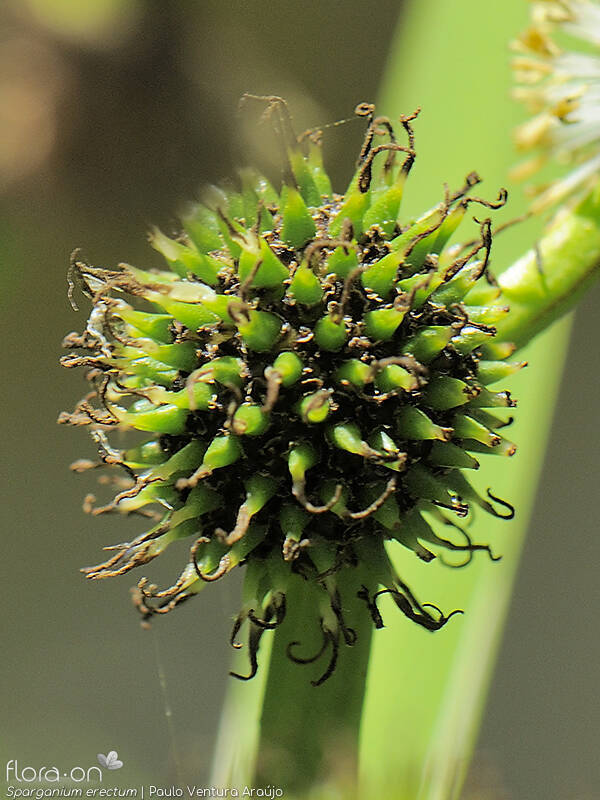 Sparganium erectum - Flor (close-up) | Paulo Ventura Araújo; CC BY-NC 4.0