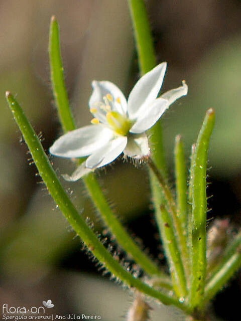Spergula arvensis - Flor (close-up) | Ana Júlia Pereira; CC BY-NC 4.0
