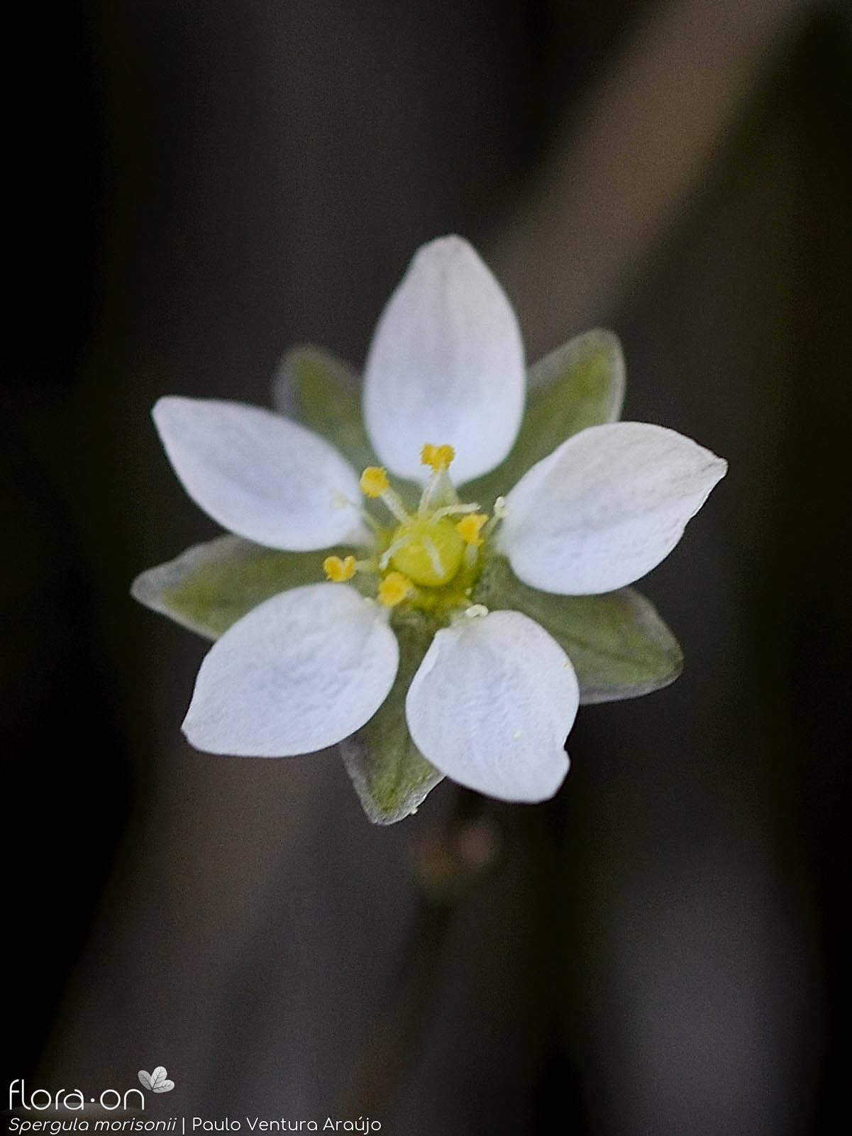 Spergula morisonii - Flor (close-up) | Paulo Ventura Araújo; CC BY-NC 4.0