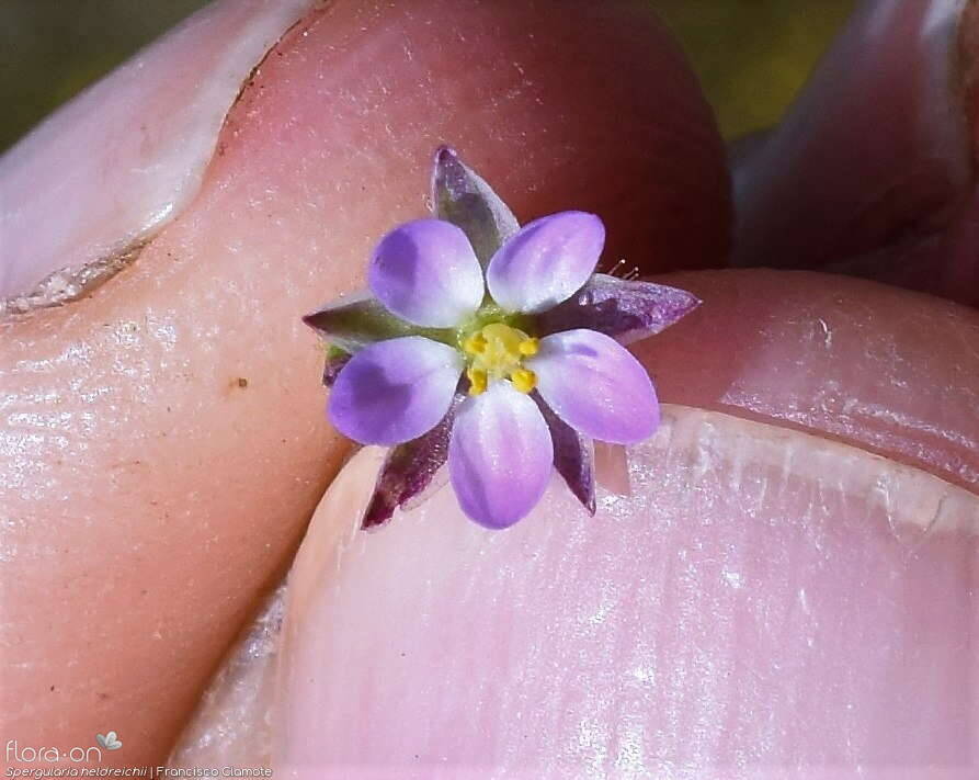 Spergularia heldreichii - Flor (close-up) | Francisco Clamote; CC BY-NC 4.0