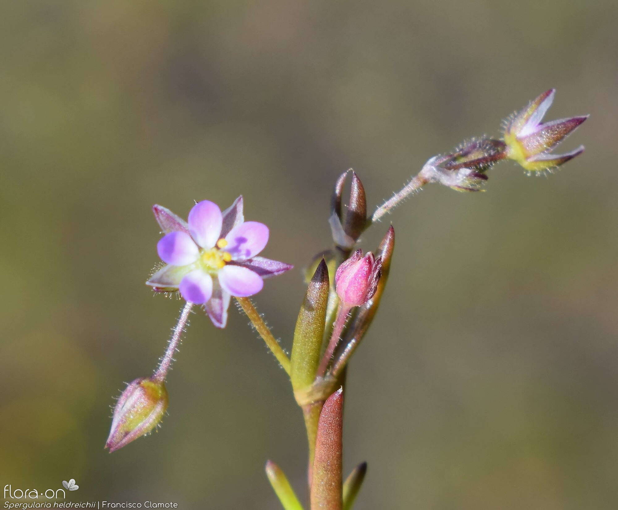 Spergularia heldreichii - Flor (geral) | Francisco Clamote; CC BY-NC 4.0