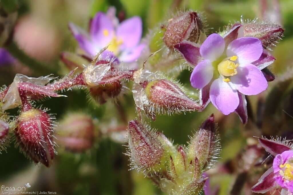 Spergularia heldreichii - Cálice | João Neiva; CC BY-NC 4.0