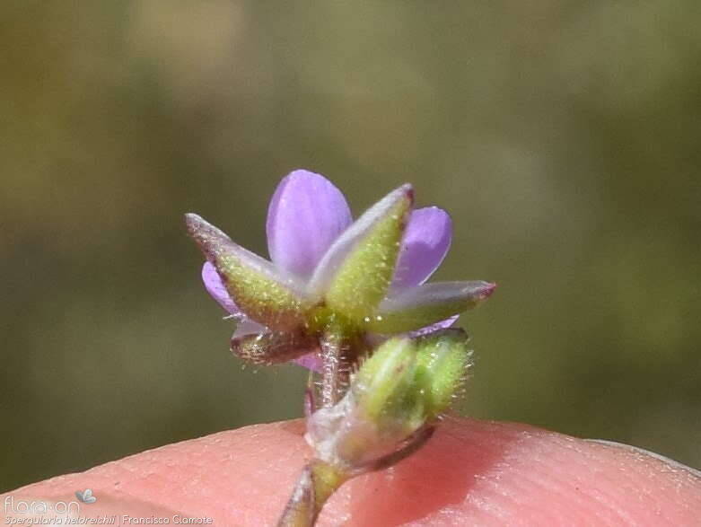 Spergularia heldreichii - Cálice | Francisco Clamote; CC BY-NC 4.0