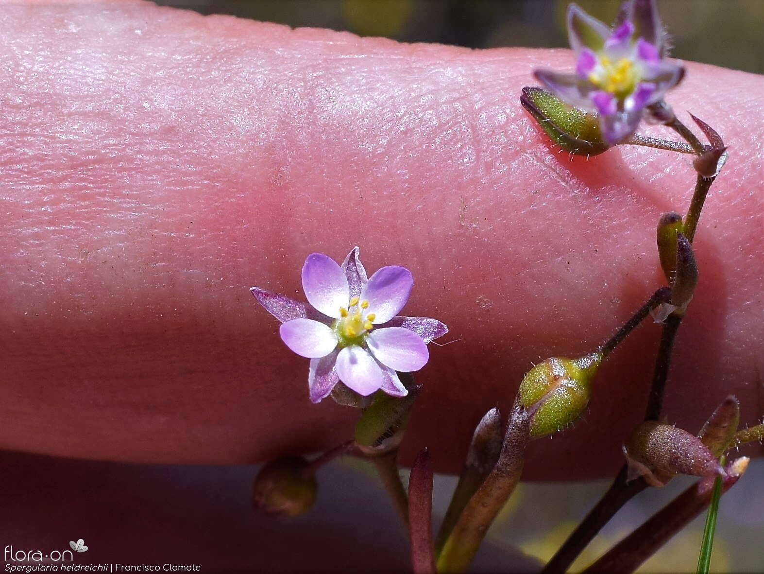 Spergularia heldreichii - Flor (close-up) | Francisco Clamote; CC BY-NC 4.0