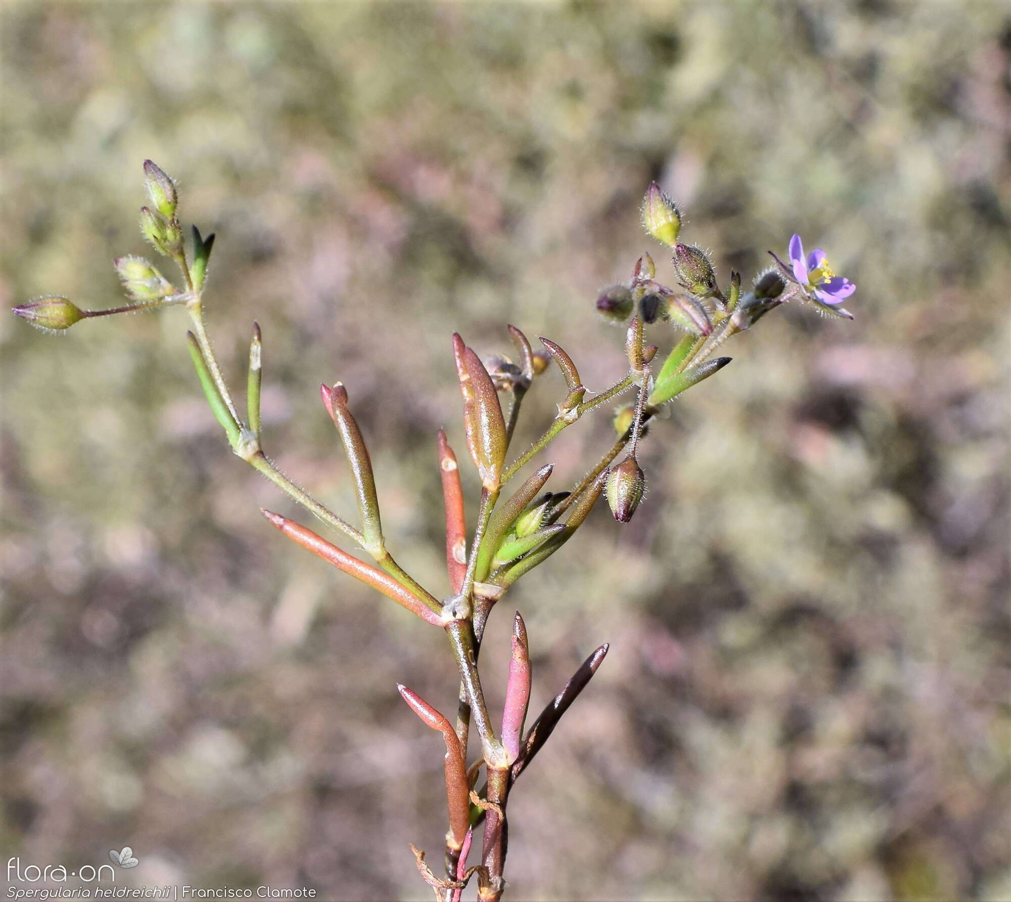 Spergularia heldreichii - Hábito | Francisco Clamote; CC BY-NC 4.0