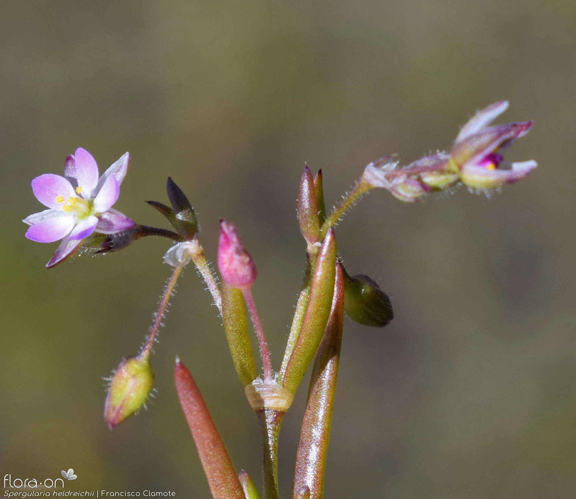 Spergularia heldreichii - Flor (geral) | Francisco Clamote; CC BY-NC 4.0