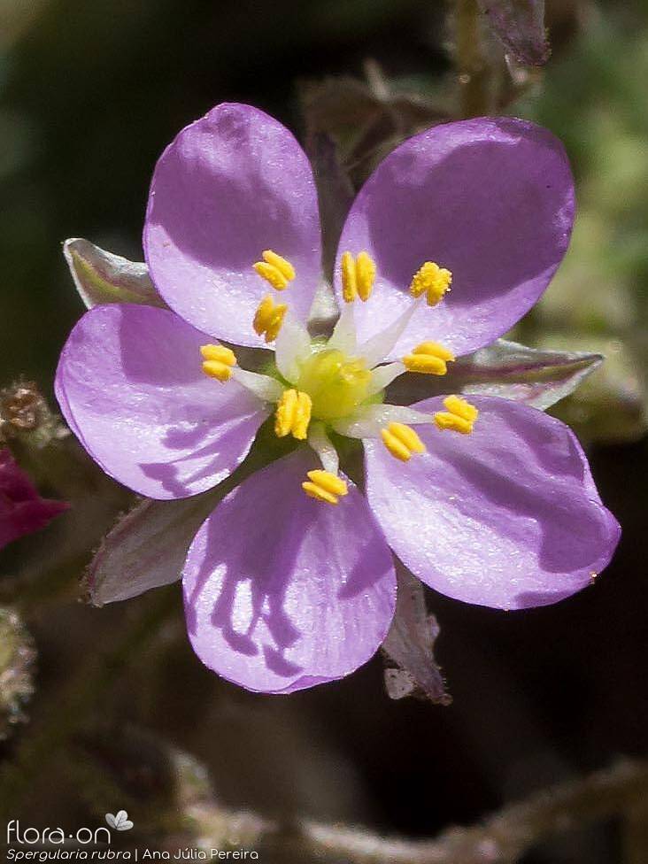 Spergularia rubra - Flor (close-up) | Ana Júlia Pereira; CC BY-NC 4.0