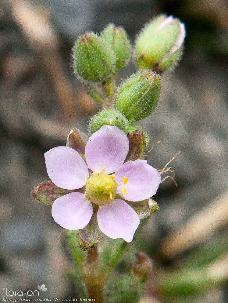 Spergularia rupicola - Flor (close-up) | Ana Júlia Pereira; CC BY-NC 4.0