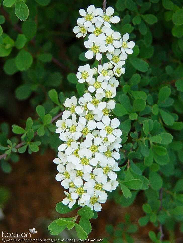 Spiraea hypericifolia obovata - Flor (geral) | Carlos Aguiar; CC BY-NC 4.0