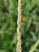 Sporobolus indicus