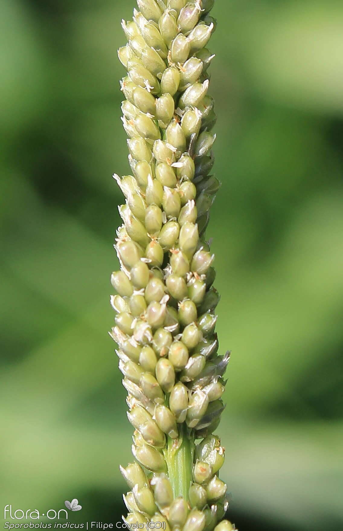 Sporobolus indicus - Espigueta | Filipe Covelo; CC BY-NC 4.0