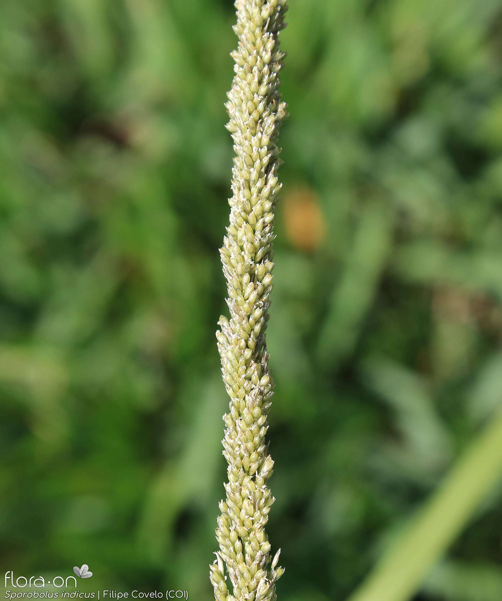 Sporobolus indicus - Flor (geral) | Filipe Covelo; CC BY-NC 4.0
