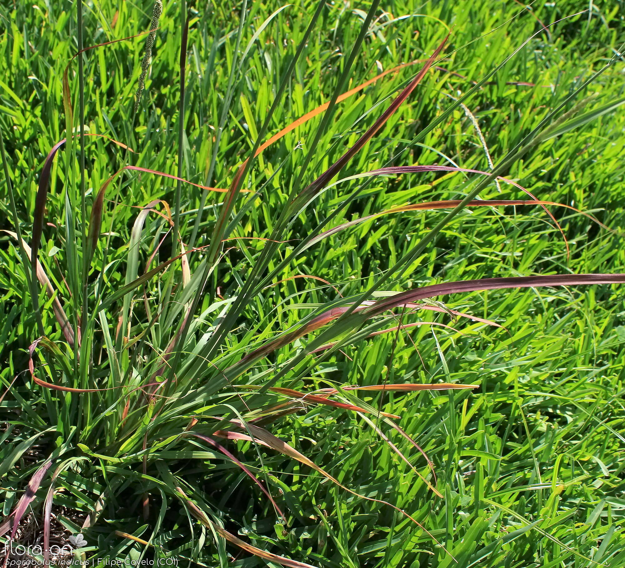 Sporobolus indicus - Folha (geral) | Filipe Covelo; CC BY-NC 4.0