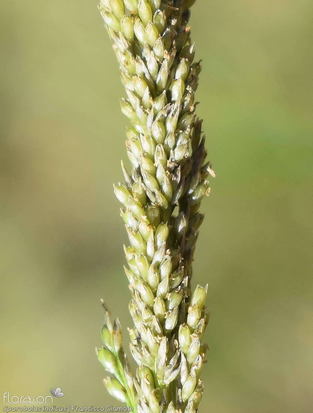 Sporobolus indicus - Espigueta | Francisco Clamote; CC BY-NC 4.0