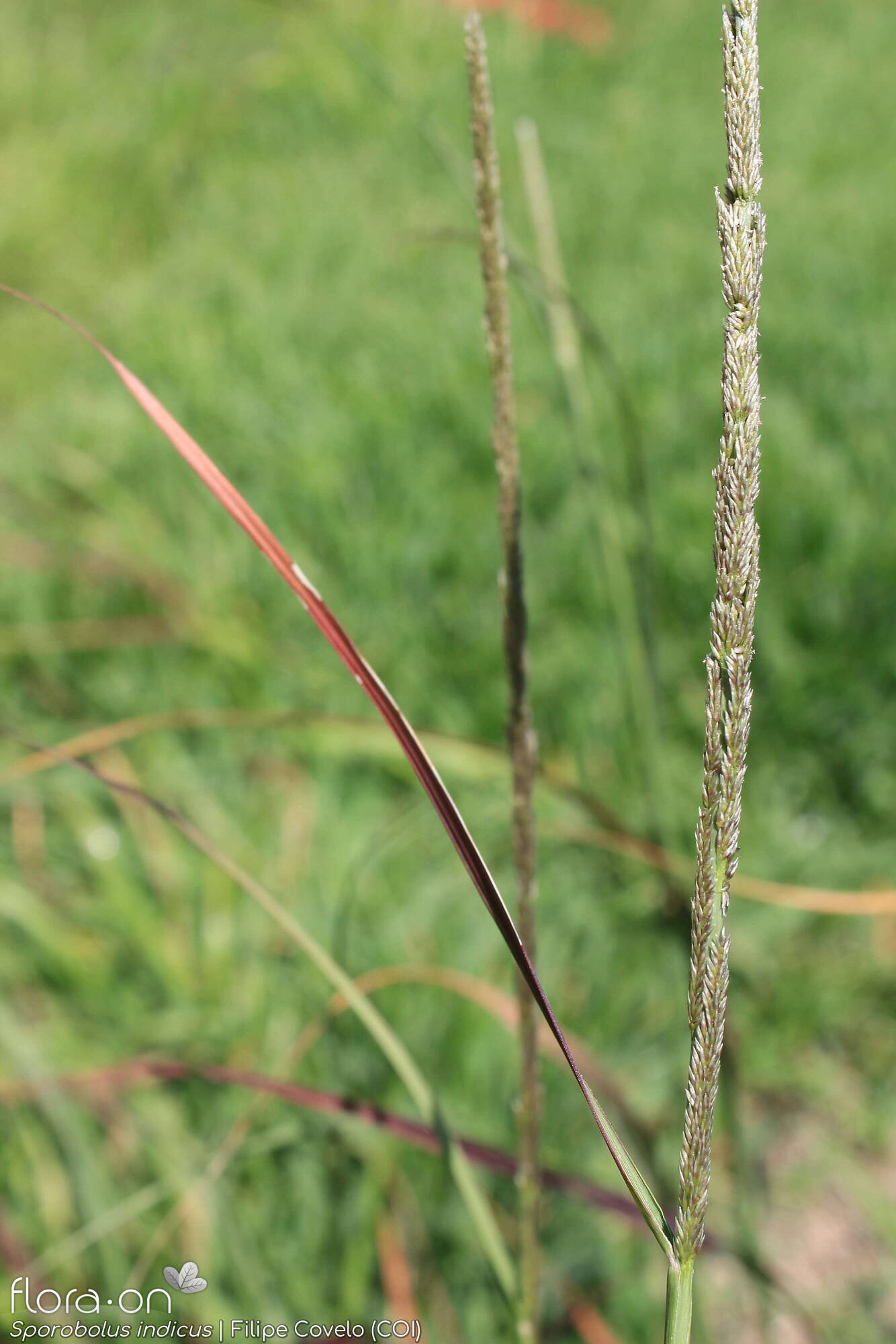 Sporobolus indicus - Flor (geral) | Filipe Covelo; CC BY-NC 4.0