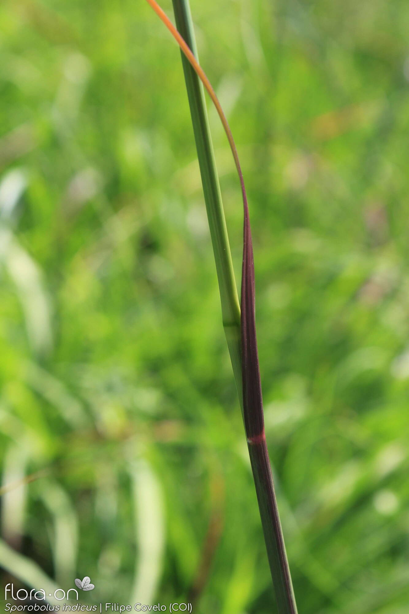 Sporobolus indicus - Folha | Filipe Covelo; CC BY-NC 4.0