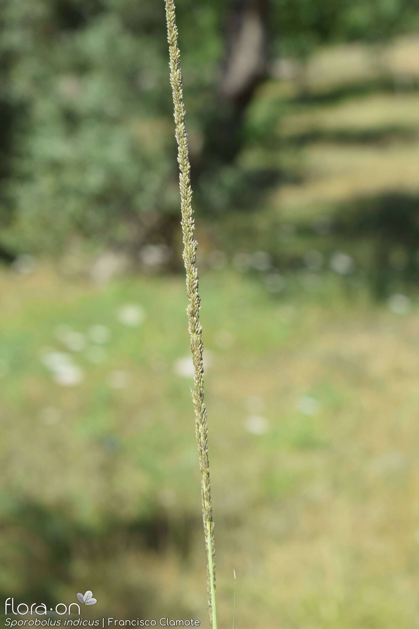 Sporobolus indicus - Flor (geral) | Francisco Clamote; CC BY-NC 4.0