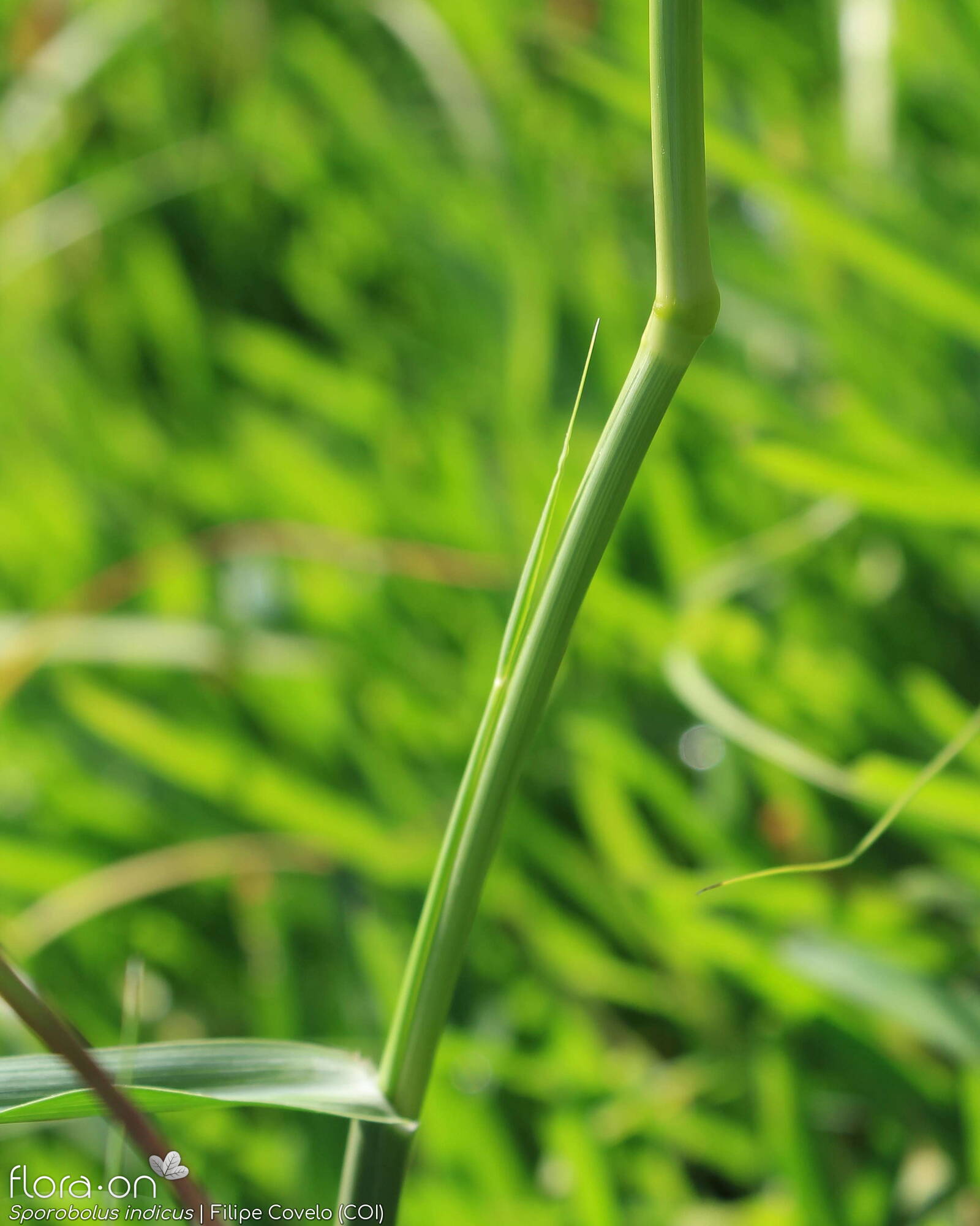 Sporobolus indicus - Caule | Filipe Covelo; CC BY-NC 4.0